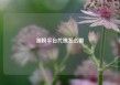 涨粉平台代理怎么做