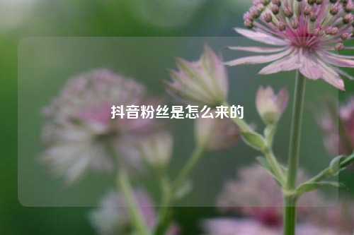 抖音粉丝是怎么来的  第1张